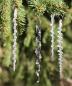 Preview: 256 Bastelset „Eiszapfen“